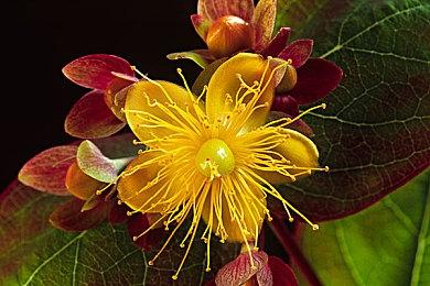 像素风横板动作游戏《Vagante 》将于1月27日登录主机平台